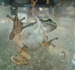 Hyla arborea