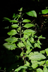 Hyptis capitata