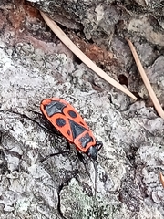 Pyrrhocoris apterus