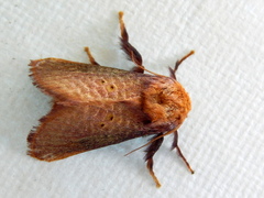 Doratifera quadriguttata