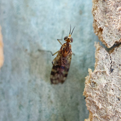 Sylvicola