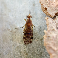 Sylvicola