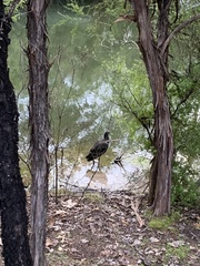 Porphyrio melanotus melanotus