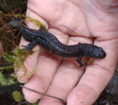 Triturus dobrogicus