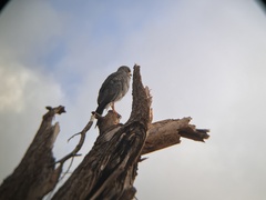 Melierax poliopterus