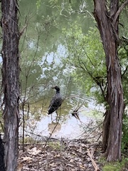 Porphyrio melanotus melanotus