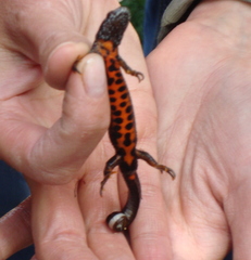 Triturus dobrogicus