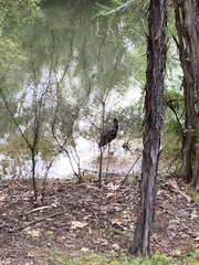 Porphyrio melanotus melanotus