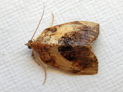 Crocidolomia suffusalis