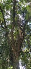 Pterocarpus dalbergioides