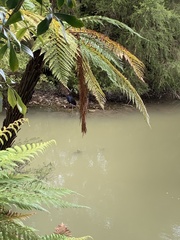 Porphyrio melanotus melanotus