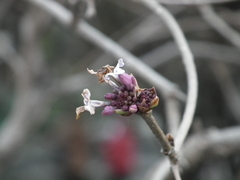 Syringa oblata