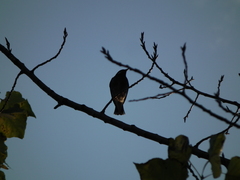 Spodiopsar cineraceus