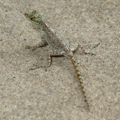 Anolis