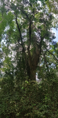 Image of Pterocarpus dalbergioides by (c) T R Shankar Raman, some rights reserved (CC BY)