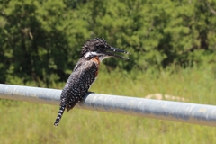 Megaceryle maxima maxima