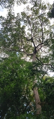 Canarium euphyllum