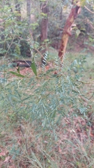 Acacia neriifolia