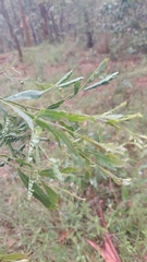 Acacia neriifolia