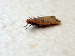 Ardozyga compsochroa