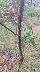 Acacia neriifolia