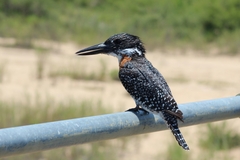 Megaceryle maxima maxima