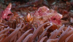 Heteractis crispa