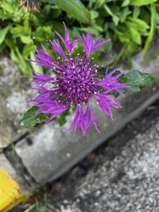 Centaurea polyacantha