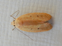 Acanthodela protophaes