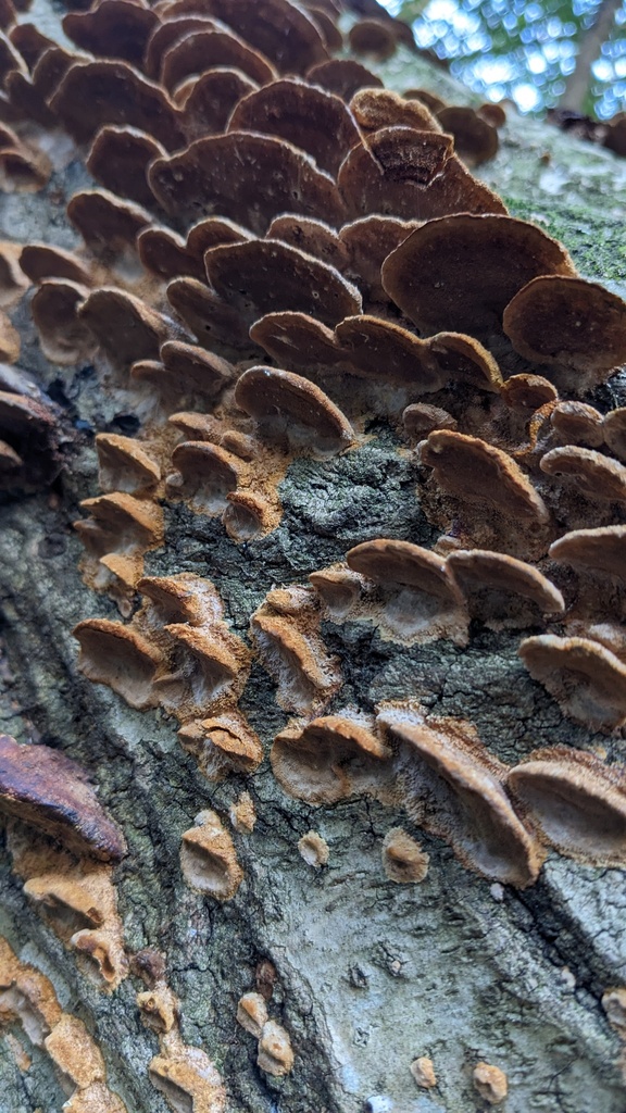 Fuscoporia gilva · December 2022 · photo: © atsushi_nakajima_cirque (iNaturalist, cc-by)