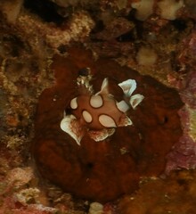 Plectorhinchus chaetodonoides