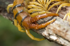 Ethmostigmus rubripes