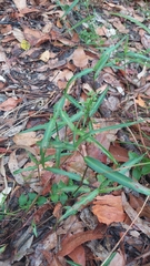 Commelina lanceolata