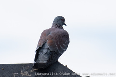 Columba guinea phaeonota