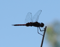 Tramea loewii