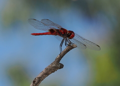 Aethriamanta circumsignata