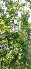 Pterocarpus dalbergioides