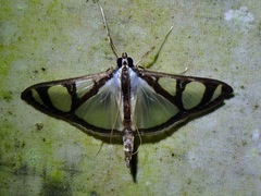 Glyphodes quadrimaculalis