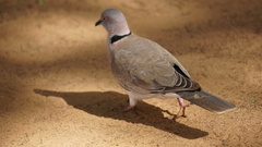 Streptopelia decipiens