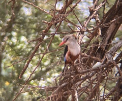Halcyon leucocephala