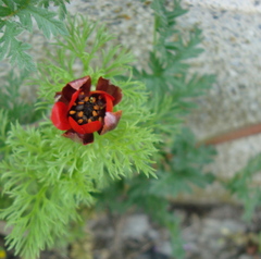 Adonis annua