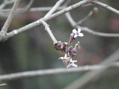 Syringa oblata