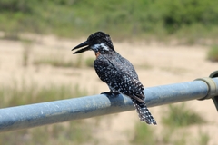 Megaceryle maxima maxima