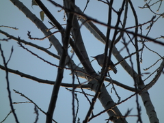 Spodiopsar cineraceus