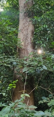 Pterocarpus dalbergioides