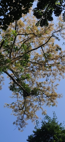 Image of Dracontomelon dao by (c) T R Shankar Raman, some rights reserved (CC BY)