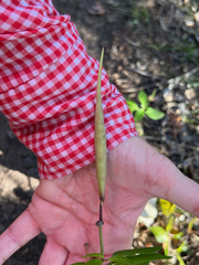 Asclepias texana