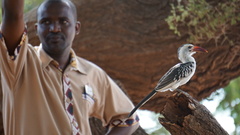 Tockus erythrorhynchus