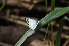 Appias libythea olferna