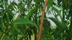 Viciria pavesii
